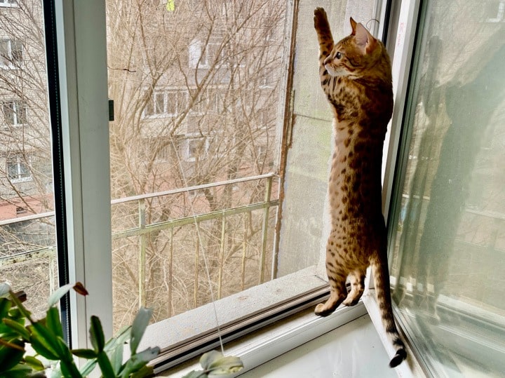 Что такое сетка-антикошка?